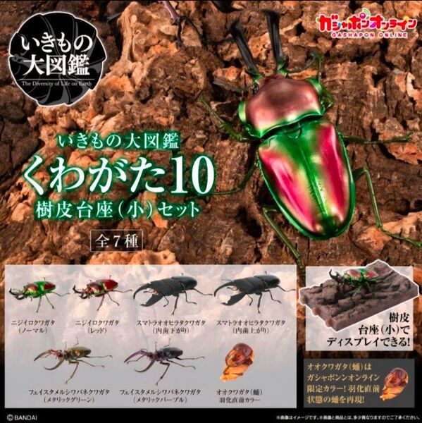 ガシャポンオンライン いきもの大図鑑 くわがた10 樹皮台座 全7種 フルコンプリート 蛹 サナギ