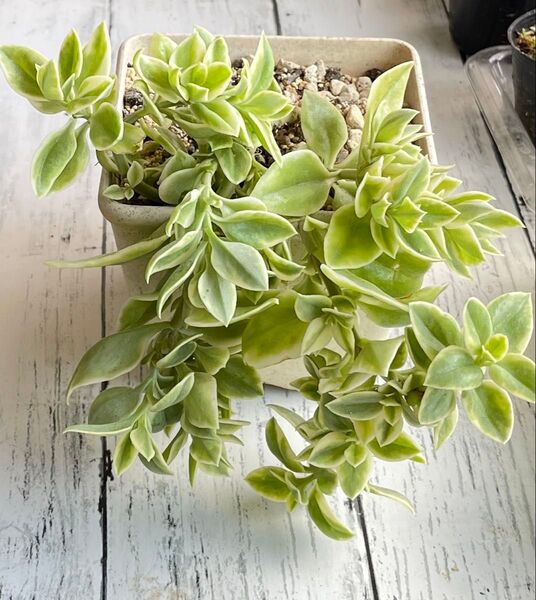 多肉植物 ベビーサンローズ 斑入り ツルハナソウ 根付き苗 抜き苗 グランドカバー ハンギング 雑草対策