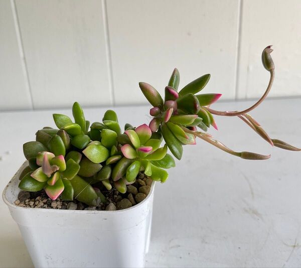 多肉植物 ピンクが可愛い 桜吹雪 アナカンプロセス 大苗 根付き苗 抜き苗