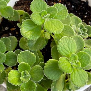 ハーブ 多肉植物 香りの良い アロマティカス 根付き苗 抜き苗 2株 虫除け G対策にも効果的!