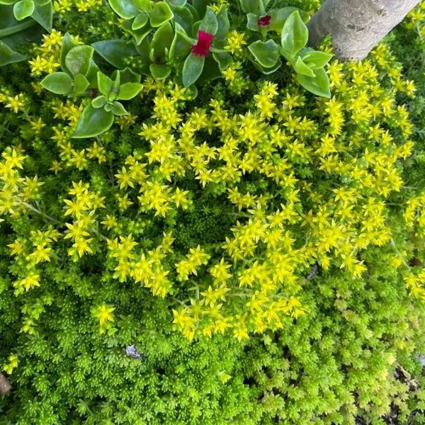 多肉植物 セダム モリムラマンネンソウ カット苗 50カット +オマケ付き グランドカバー 雑草対策にも効果的!
