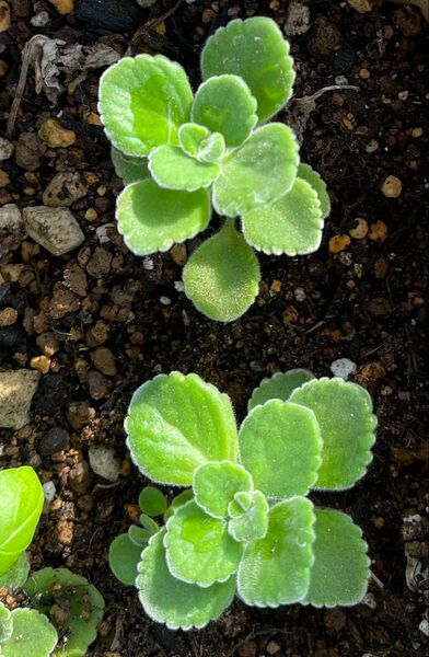 ハーブ 多肉植物 香りの良い アロマティカス 根付き苗 抜き苗 虫除け G対策にも効果的!