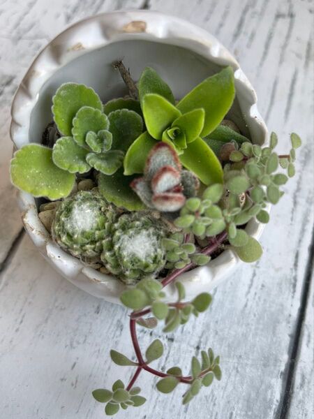 多肉植物 ハーブ 寄せ植え 香りの良いアロマティカス センペルビウム 巻絹 根付き苗 抜き苗