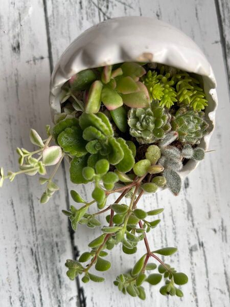 多肉植物 寄せ植え 根付き苗 抜き苗 セダム
