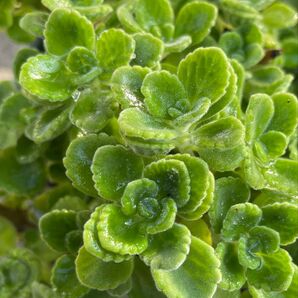 ハーブ 多肉植物 香りの良いアロマティカス カット苗 5カット 虫除け G対策にも効果的!