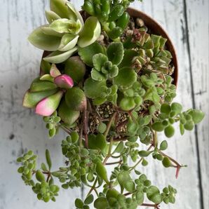 多肉植物 寄せ植え アロマティカス 桜吹雪 小米星 虹の玉 ブロウメアナ