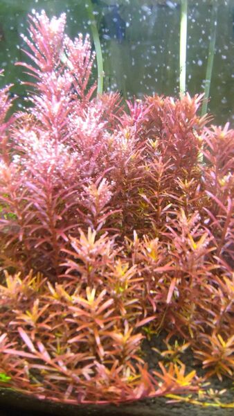 【水草】ロタラレディッシュ10本【水中葉】