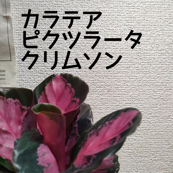 【送料無料】カラテア ピクツラータクリムソン 観葉植物 インテリアに