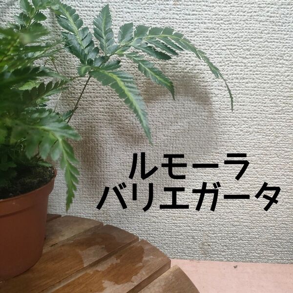 【送料無料】ルモーラ バリエガータ 苗B 観葉植物 シダ レザーファン 斑入り