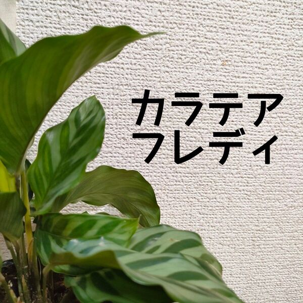 【送料無料】カラテア フレディ 観葉植物 インテリアに