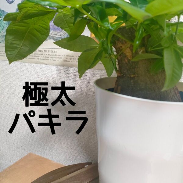 【送料無料】 パキラ 極太 ごんぶと 観葉植物 塊根 インテリア 初心者の方にも
