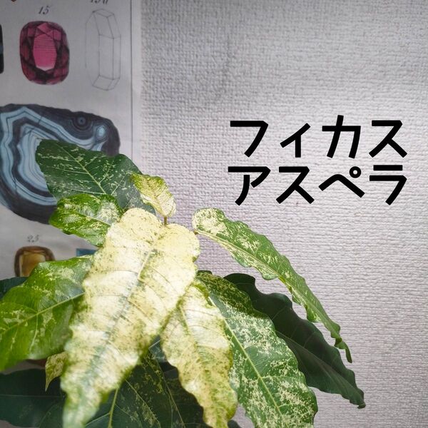 【送料無料】フィカス アスペラ パーセリー 苗 観葉植物 斑入り 4号ポット