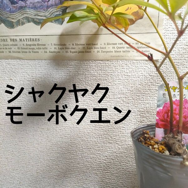 【送料無料】シャクヤク 芍薬 モーボクエン 苗 ピンク花 八重咲き