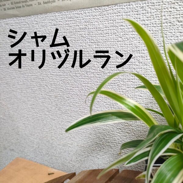 【送料無料】シャムオリヅルラン 観葉植物 3号ポット インテリアに