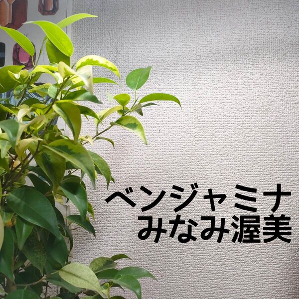 【送料無料】フィカス ベンジャミナ みなみ渥美 観葉植物 5号鉢 インテリア