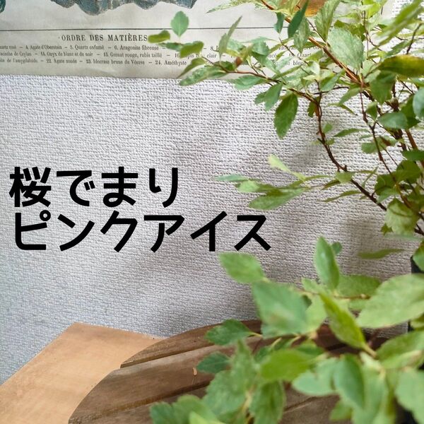 【送料無料】桜でまり コデマリ ピンクアイス 苗 斑入り ガーデニング