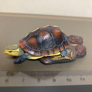 週刊日本の天然記念物セマルハコガメ・原色昆虫図鑑ミカドアゲハ