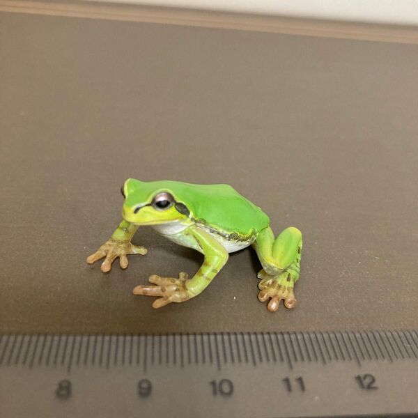 原色両生類カエル図鑑ニホンアマガエル