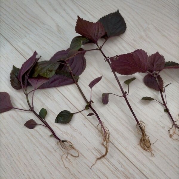 赤紫蘇 赤しそ ミニ 苗 3つ 根付き