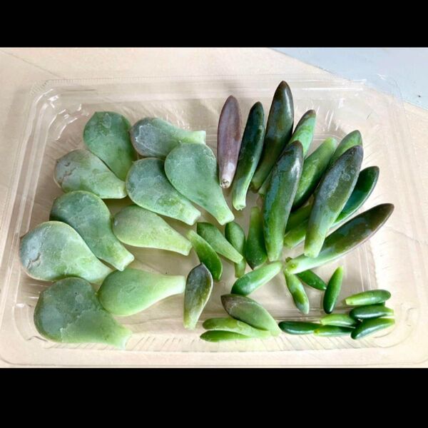 多肉植物 葉挿し 40枚 白牡丹 秀麗 虹の玉 女雛