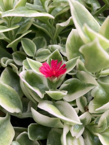 多肉植物 ベビーサンローズ 斑入り 赤 10カット カット苗