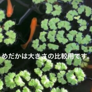 無農薬 イチョウウキゴケ 30株