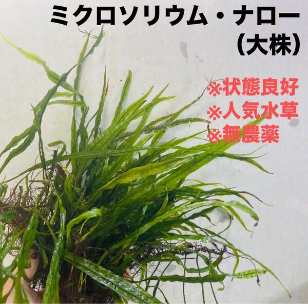 ◆特◆ミクロソリウム・ナロー大株 #ミクロさかな屋 ミクロソラム ウィローモス