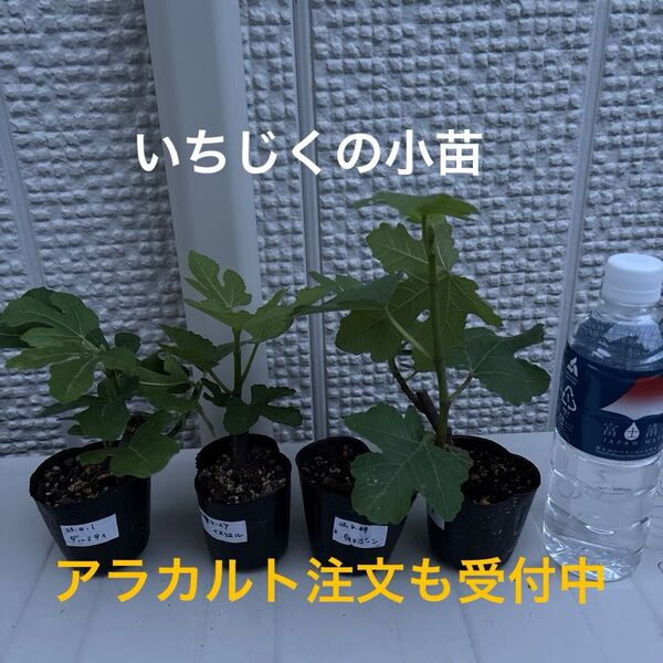 いちじくの小苗セット⑤(リサ、Gセントジーン、イスラエル、ダルマティ)