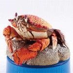 日本水族館立体生物図録 第2巻 アサヒガニ 水族館限定 海洋堂 フィギュア 蟹 カニ ネイチャーテクニカラー