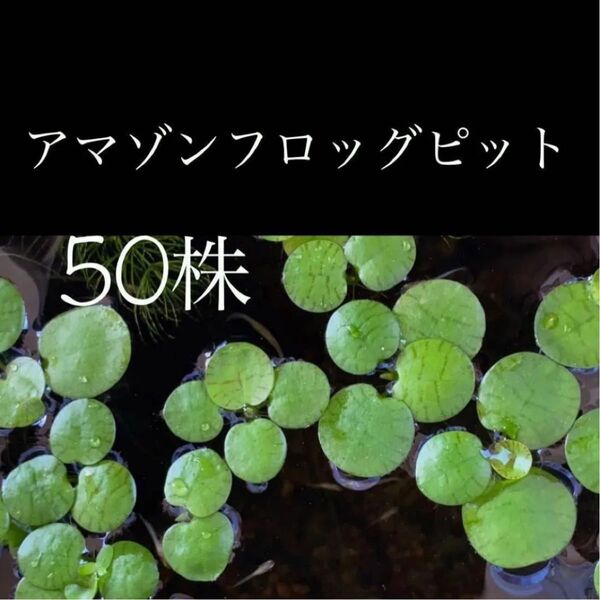 浮草・水草 アマゾンフロッグピット 50株以上 損はさせませ〜ん(o^^o)