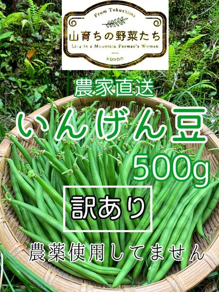 インゲン豆(つるなしいんげん)*訳あり500g*農薬不使用34