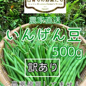 インゲン豆(つるなしいんげん)*訳あり500g*農薬不使用36