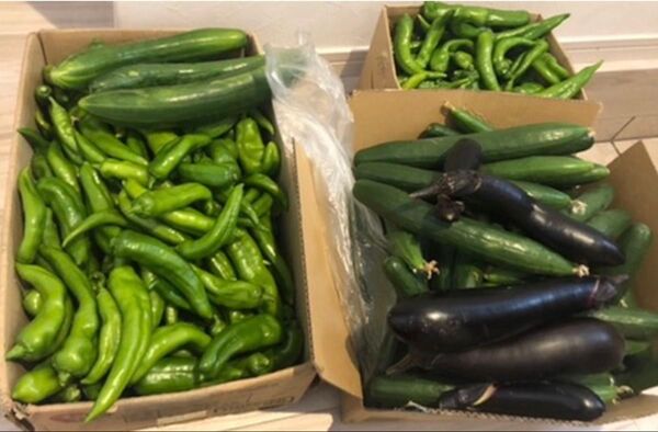 新鮮 採れたて 夏野菜 詰め合わせ 産地直送 栽培期間中農薬不使用