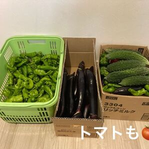 新鮮 採れたて 夏野菜 詰め合わせ