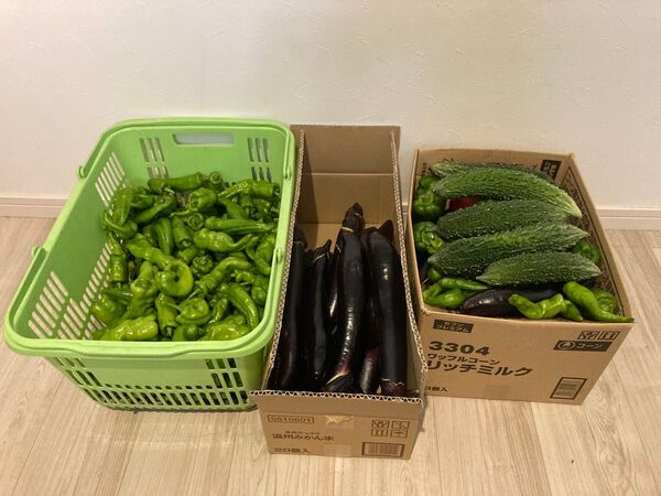 新鮮 採れたて 夏野菜 詰め合わせ 産地直送