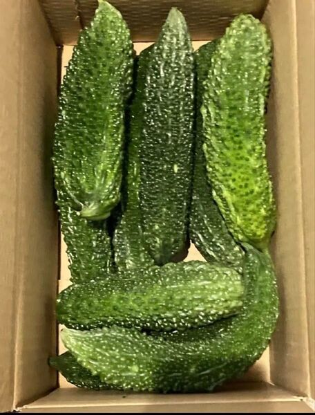 新鮮 採れたて ゴーヤ 産地直送