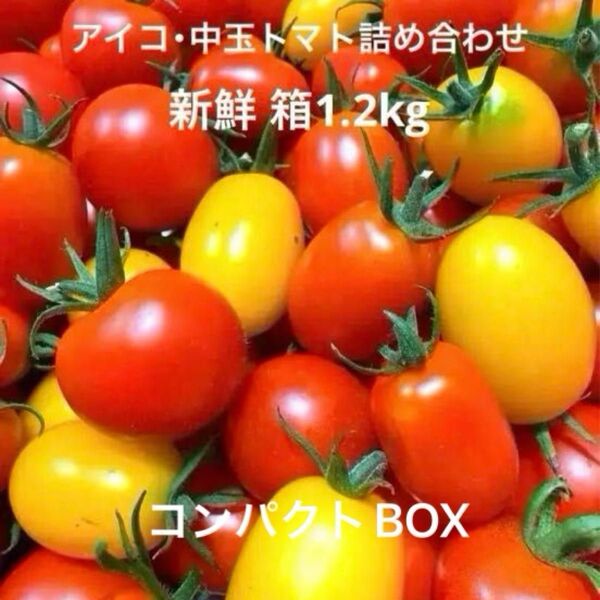 新鮮 カラフルミニトマト アイコ・中玉 詰め合わせ 箱込み1.2kg