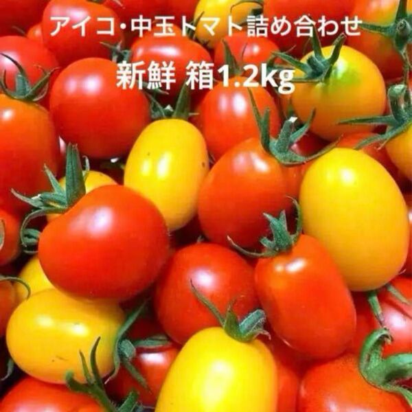 新鮮 カラフルミニトマト アイコ・中玉 詰め合わせ 箱込み1.2kg