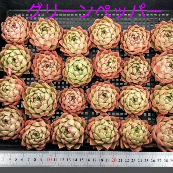 多肉植物 エケベリア グリーンペッパー 3苗セット