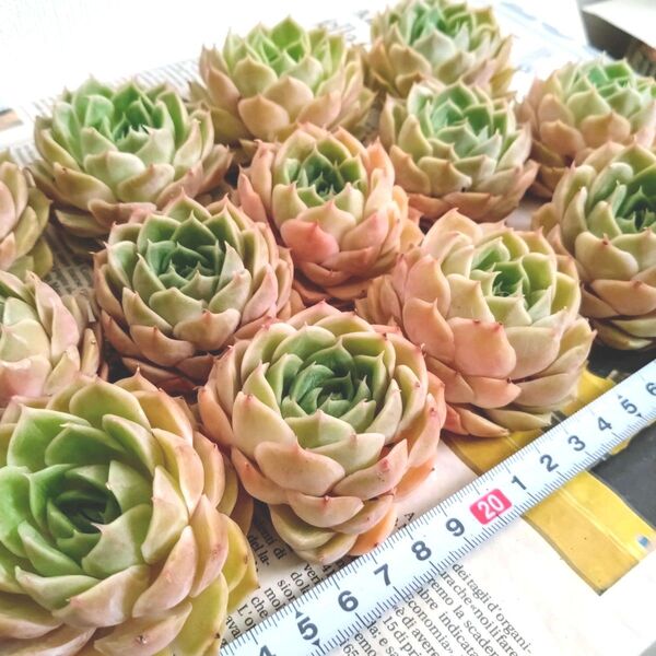 多肉植物 エケベリア オウンスロー3苗セット 美苗