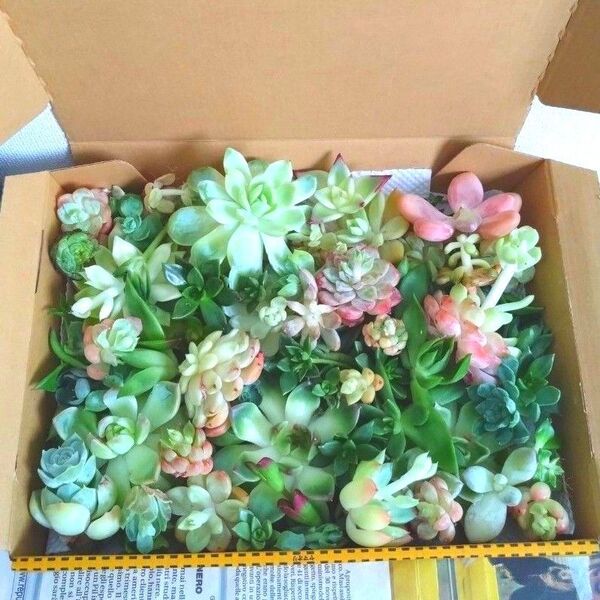 多肉植物 エケベリア 在庫処分訳あり50+αセットW15