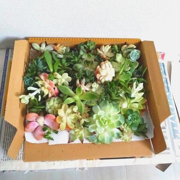 多肉植物 エケベリア 在庫処分訳あり50セットW15