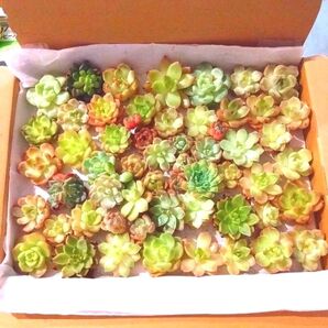多肉植物 エケベリア 寄植セット65苗ミックス コブ付きエケベリア&双頭入り