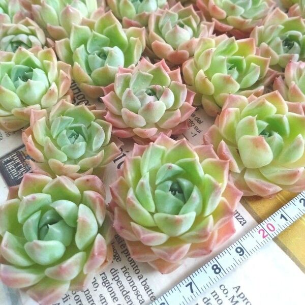 多肉植物 エケベリア シェリー10苗セット