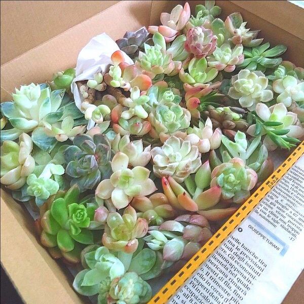 多肉植物 エケベリア 在庫処分訳あり50苗 大苗からミニ迄の詰合せセットw16
