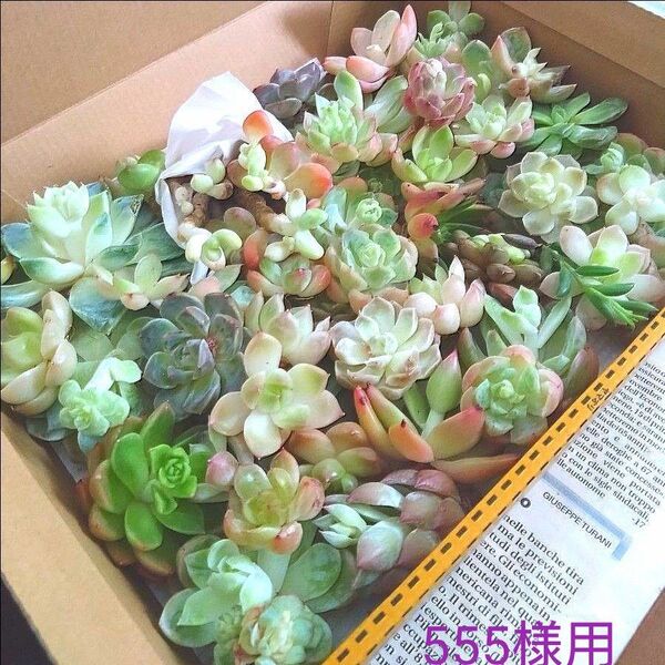 多肉植物 エケベリア 在庫処分訳あり50苗 大苗からミニ迄の詰合せセットw16