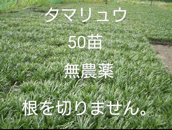 常緑多年草タマリュウ玉竜 50苗