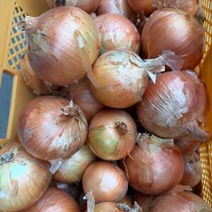 淡路島玉ねぎ10kg【訳あり】