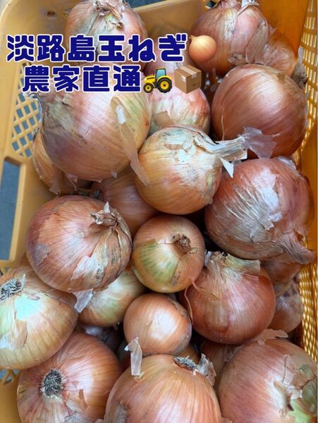 淡路島玉ねぎ約10kg【訳あり】
