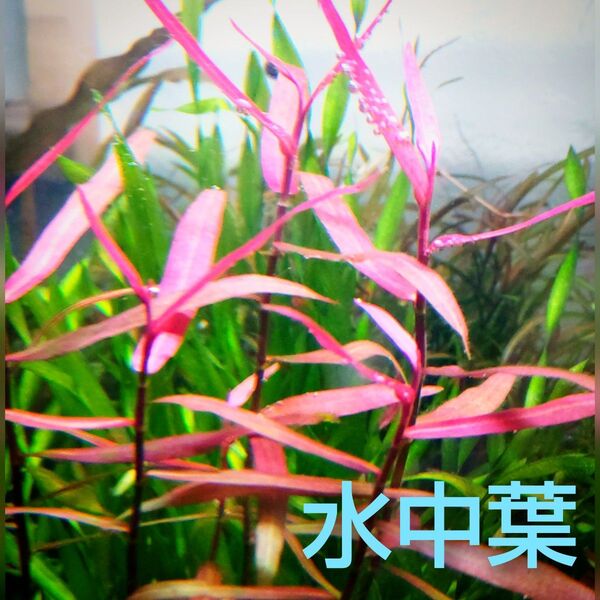 2本 10cm ポリゴナム スターレッド♪ 無農薬 水中葉 (水草 同梱で2品目以降200円ずつお値引き)